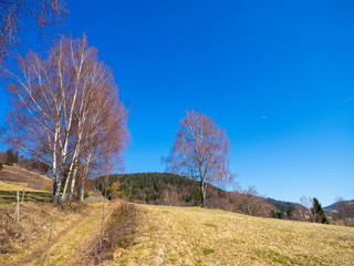 Sentier bordé de peupliers trembles aux branches dénudés en hivers sous un ciel bleu