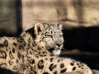 Snow Leopard - 238425080