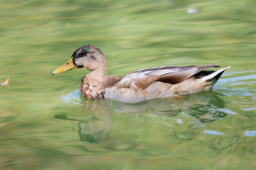 duck swims in the water