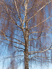 Fototapeta na wymiar Populus tremula - Peuplier tremble aux branches dénudées en hivers à l'écorce lisse de couleur blanc crème sous un ciel bleu
