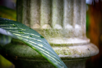 Leaf in front of ancient pillar