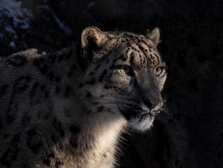 Fototapeta na wymiar Snow Leopard From The Shadows