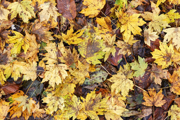 The last flowers bloomed in the forest in late autumn,texture.