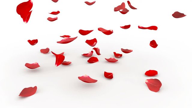 Red rose petals fly to the floor. White background. Alpha mask. 4K video quality