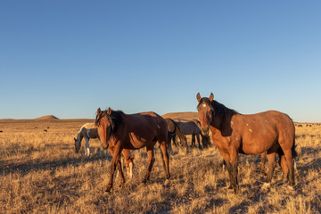 Wild Horses in the Utah Desert