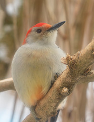Red-Bellied Woodpecker - 238426247