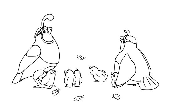 black and white quail family clip art preview