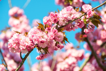 Fototapeta premium Beautiful cherry blossom , pink sakura flower on nature background - selective focus