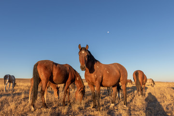 Wild Horses in the Utah Desert