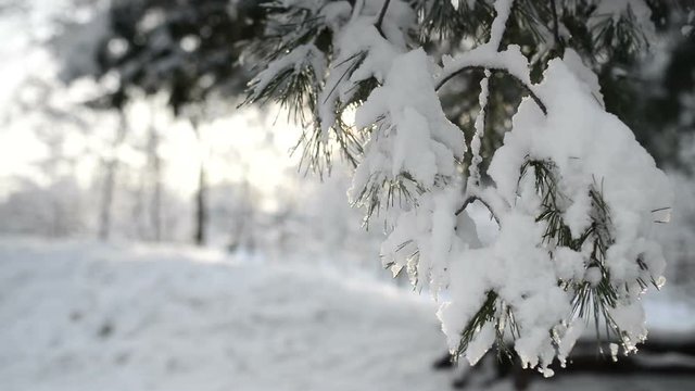 The tree branch with snow
