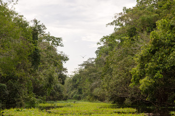 Amazon river