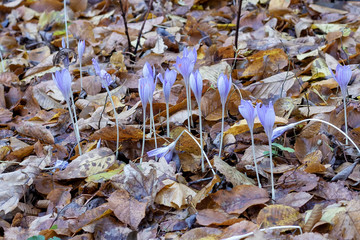 The last flowers bloomed in the forest in late autumn,texture.