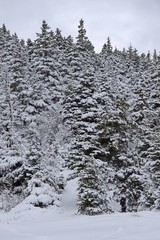 Winter wonderland  forest landscape, heavy snow cover on trees and ground 