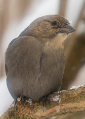 Female Cowbird