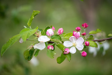 Spring blossom: branch of a blossoming apple tree on garden background - selective focus, space for text
