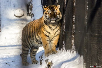 Amur Tigress