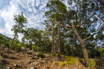 Fototapeta na wymiar Pine trees growing on the hillside, illuminated by the sun.