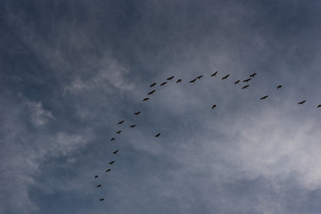 Birds flying in "v" formation in the sunset sky with clouds