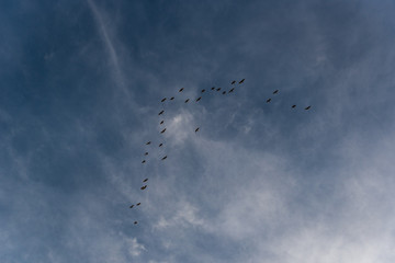 Birds flying in 