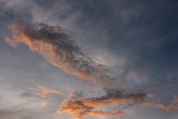 Birds flying in "v" formation in the sunset sky with clouds
