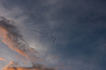 Birds flying in 
