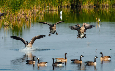 Geese Landing