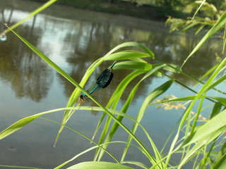 Janow podlaski © M. G. Koperkiewicz