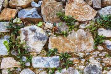 Green mossy wall background