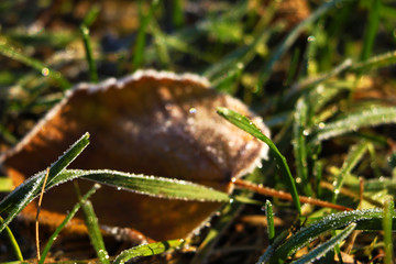 Frozen and frost-covered leaves on an early winter morning, close view.