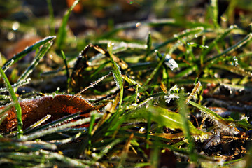 Frozen and frost-covered leaves on an early winter morning, close view.