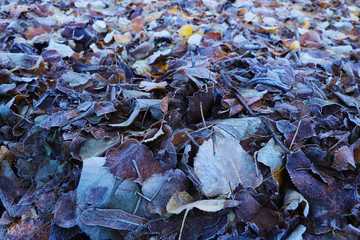 Frozen leaves on grass, ground frost on the morning field, early winter, background.