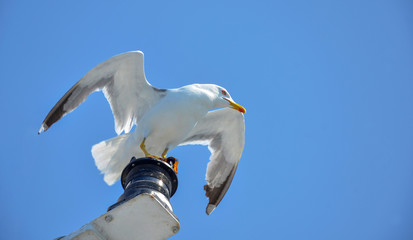 seagull in flight