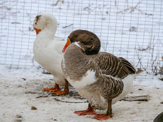 Geese swim in a rustic pond in sunny winter day
