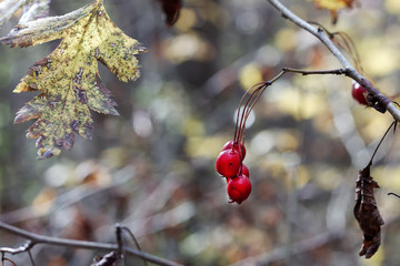 The last flowers bloomed in the forest in late autumn,texture.