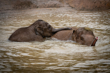 Siblings Elephants Playing