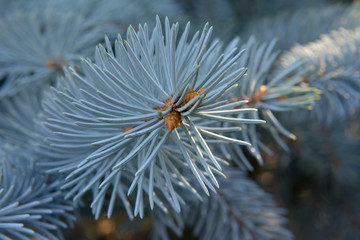 Naklejka na ściany i meble Branches of blue fir