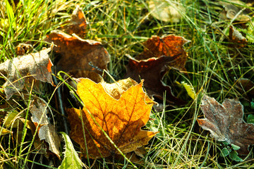 Autumn leaf on green grass, macro closeup.