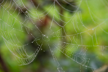 Web spider with dew in the morning - detail