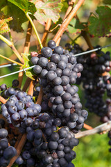 Deutschland, Baden-Württemberg, Schwarzwald, Durbach, Weingarten bei Burg Stauffenberg.