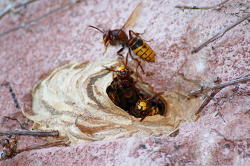Hornisse fliegt aus dem Nest, welches in eine Hauswand gebaut wurde