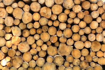 Wall of stacked wood logs as background