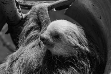 Two-Toed Sloth - 238429627