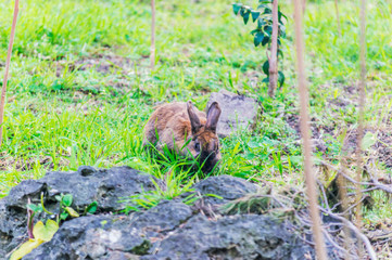 Rabbit in a natural park on the French Riviera