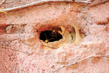 Hornisse fliegt aus dem Nest, welches in eine Hauswand gebaut wurde