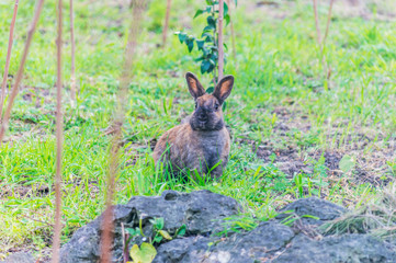Naklejka na ściany i meble Rabbit in a natural park on the French Riviera