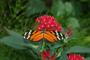 butterfly on flower
