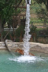 Tiger under waterfall