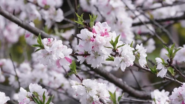 天国に一番近い里 満開の白いハナモモ