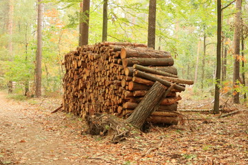 Woodpile of freshly harvested pine logs under sunny skies