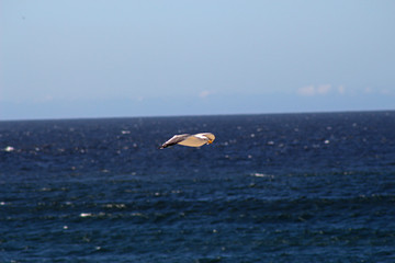 Bird in flight